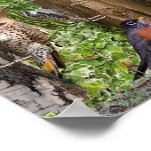 オンタリオ南部の裏庭の鳥 ポスター (角)