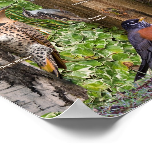 オンタリオ南部の裏庭の鳥 ポスター (角)