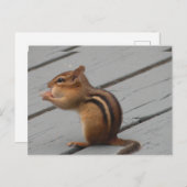 オンタリオ南食べ物を与え部の東チプムンク ポストカード (正面/裏面)