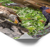 オンタリオ州北部の裏庭の鳥 ポスター (角)