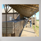 オンタリオ州1915 – オレンジを出荷するための梱包小屋 ポスター (正面)