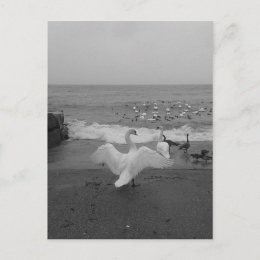 オンタリオ湖の白黒鳥と鳥 ポストカード (正面)