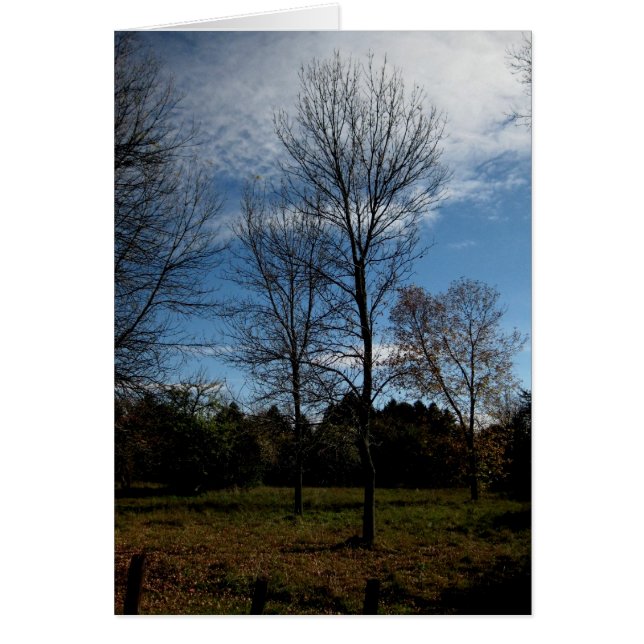 オンタリオ空白のツリー(_O) (正面)