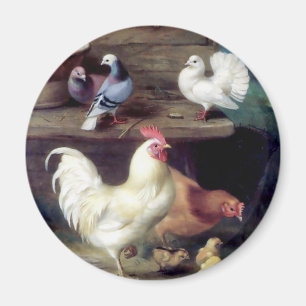 オンドリの雌鶏の鶏の鳩 マグネット