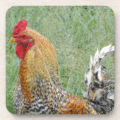 オンドリ コースター (正面)