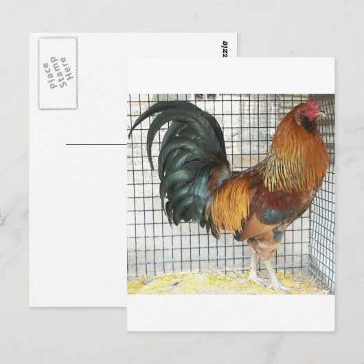 オンドリ ポストカード (正面/裏面)