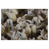 オーガニックMung Sprouts – 栄養素が詰まったスーパーフード ファブリック (ファットクウォーター)