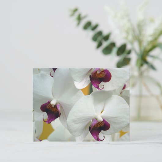 オーキス ポストカード (スタンド正面)