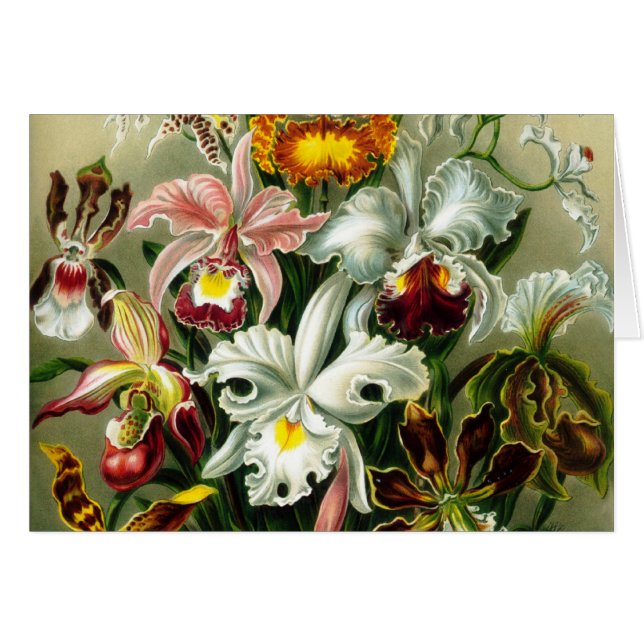 オーキダ科 (正面横)