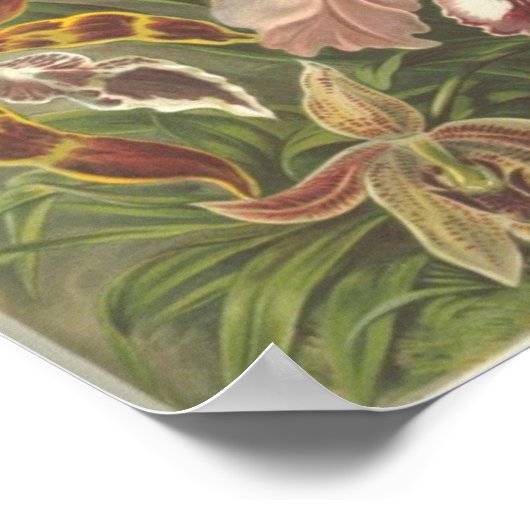 オーキダ科 ポスター (角)