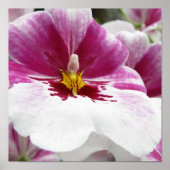 オーキット ポスター (正面)