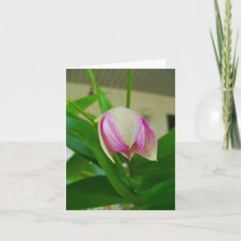 オーキッドの花がノートカー空白のドに開く ノートカード