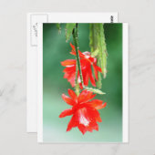 オーキッドカクタスイン開花 ポストカード (正面/裏面)