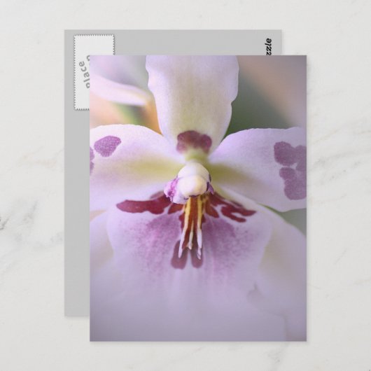 オーキッドカードを閉じる ポストカード (正面/裏面)