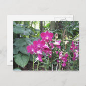 オーキッドガーデン,シンガポール ポストカード (正面/裏面)