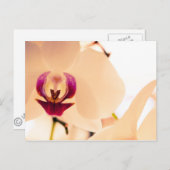 オーキッドスマイル ポストカード (正面/裏面)