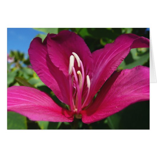 オーキッドツリーブロッサムトロピカルフローラ (正面横)