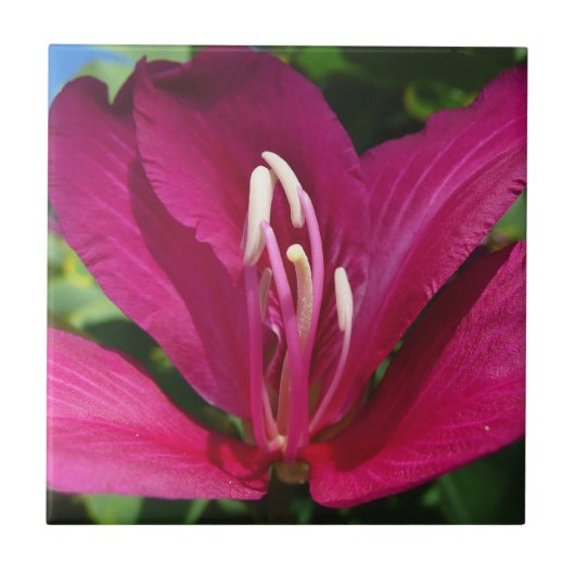 オーキッドツリーブロッサムトロピカルフローラ タイル (正面)