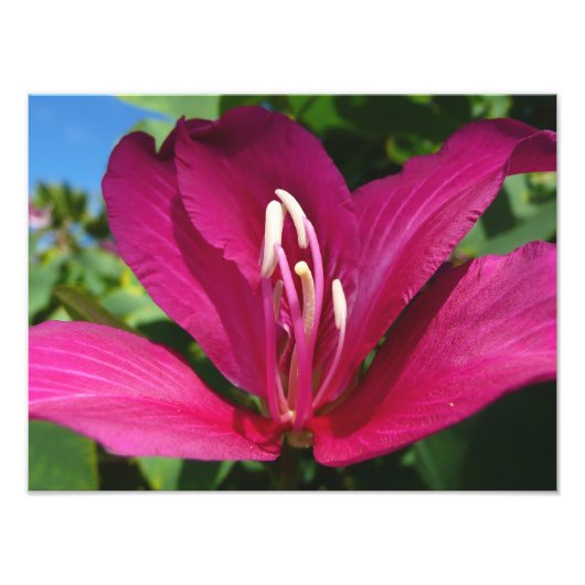 オーキッドツリーブロッサムトロピカルフローラ フォトプリント (正面)