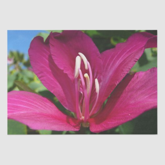 オーキッドツリーブロッサムトロピカルフローラ 薄葉紙 (正面)