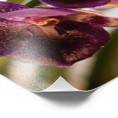 オーキッドバンダピュアのワックスフラワーグループ フォトプリント            (角)