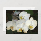 オーキッドバンチ ポストカード (正面/裏面)
