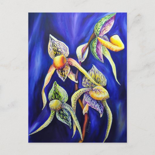 オーキッドパピオペディラムレディーズスリッパ ポストカード (正面)