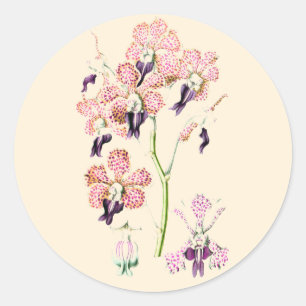 オーキッドピンクパープルヴィンテージ植物イラストレーション ラウンドシール