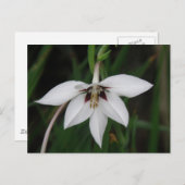 オーキッドフラワーポストカード ポストカード (正面/裏面)