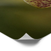 オーキッドポスター ポスター (角)