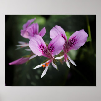 オーキッドポスター ポスター