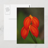 オーキッドマスデバリア ポストカード (正面/裏面)