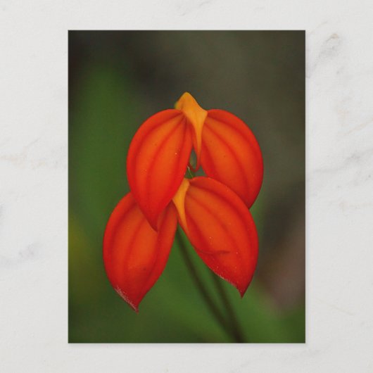 オーキッドマスデバリア ポストカード (正面)