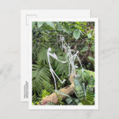 オーキッドルームスティックフィギュア3 | Phipps Conservatory ポストカード (正面/裏面)