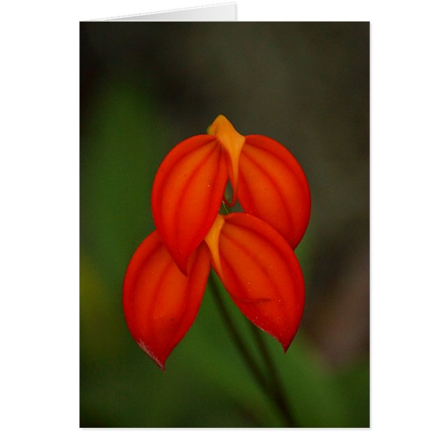 オーキッド (正面)