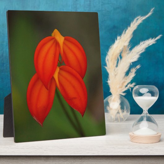 オーキッド フォトプラーク (側面)