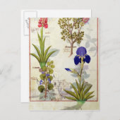 オーキッド&フミッタリまたは出血ハートヘデラ&アイリス ポストカード (正面/裏面)