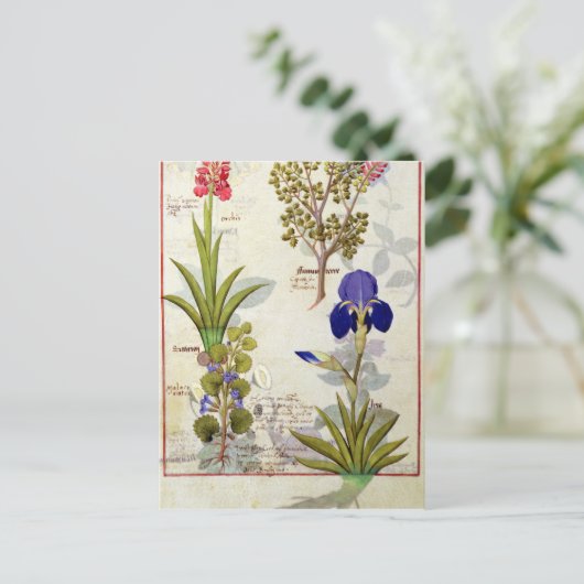 オーキッド&フミッタリまたは出血ハートヘデラ&アイリス ポストカード (スタンド正面)