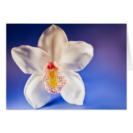 オーキッドAny Dayカード (正面横)