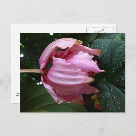 オーキデェ ローズ(ピンクのラン) - マルティニーク、FWI ポストカード (正面/裏面)