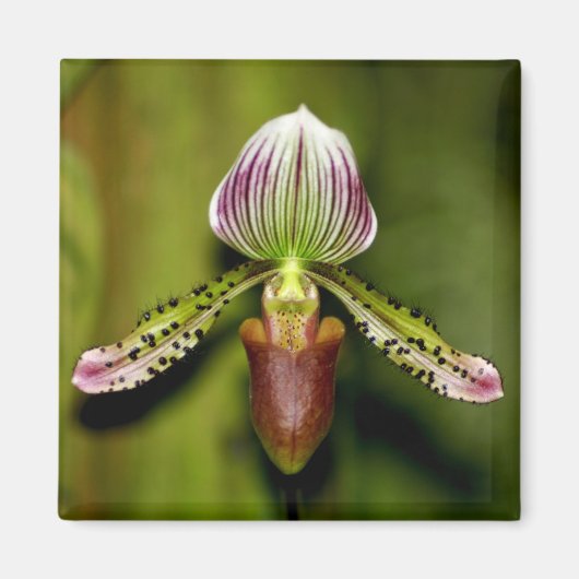 オーキ素晴らしッド マグネット (正面)