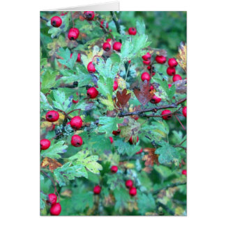 オークとベリー