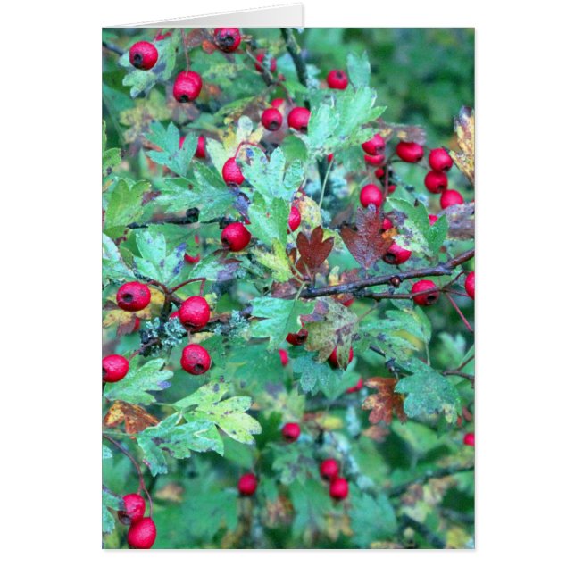 オークとベリー (正面)