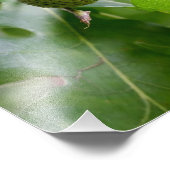 オークの実 フォトプリント            (角)