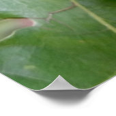 オークの実 ポスター (角)