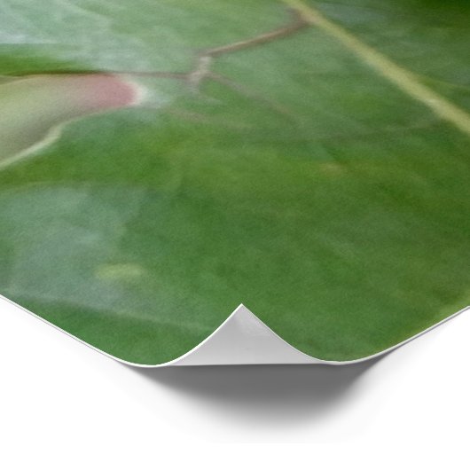 オークの実 ポスター (角)