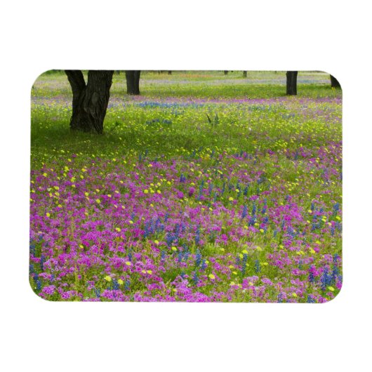 オークの木とフロックスとブルーボネットの野原 マグネット (横)