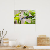 オークの木のテント毛虫 ポスター (キッチン)