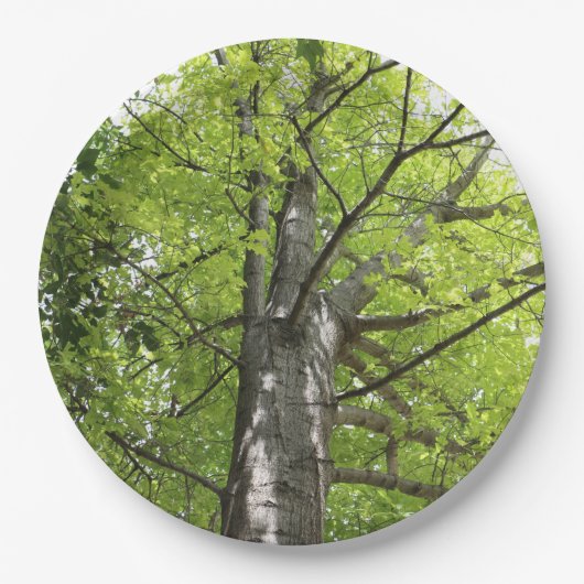 オークの木の上 ペーパープレート (正面)