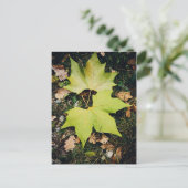 オークの木の緑葉の ポストカード (スタンド正面)